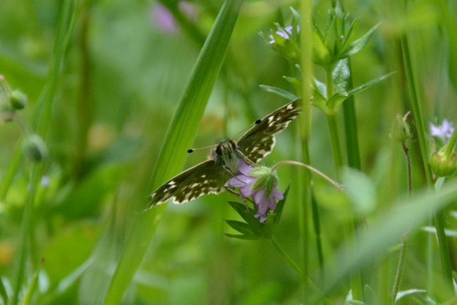 Carcharodus lavatherae ?